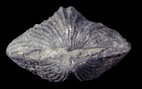 Platystrophia